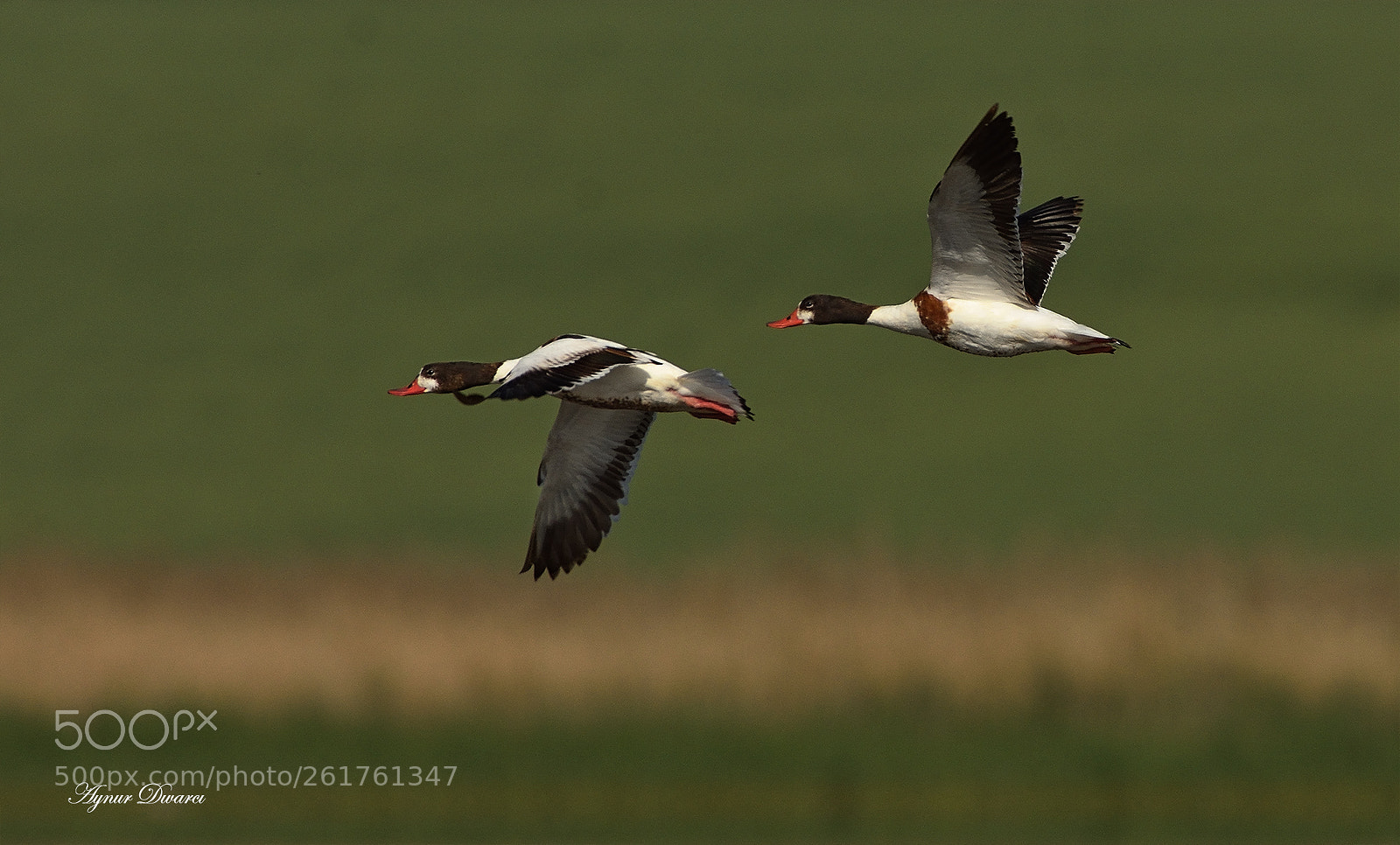 Nikon D7200 sample photo. Common shelduck - tadorna photography