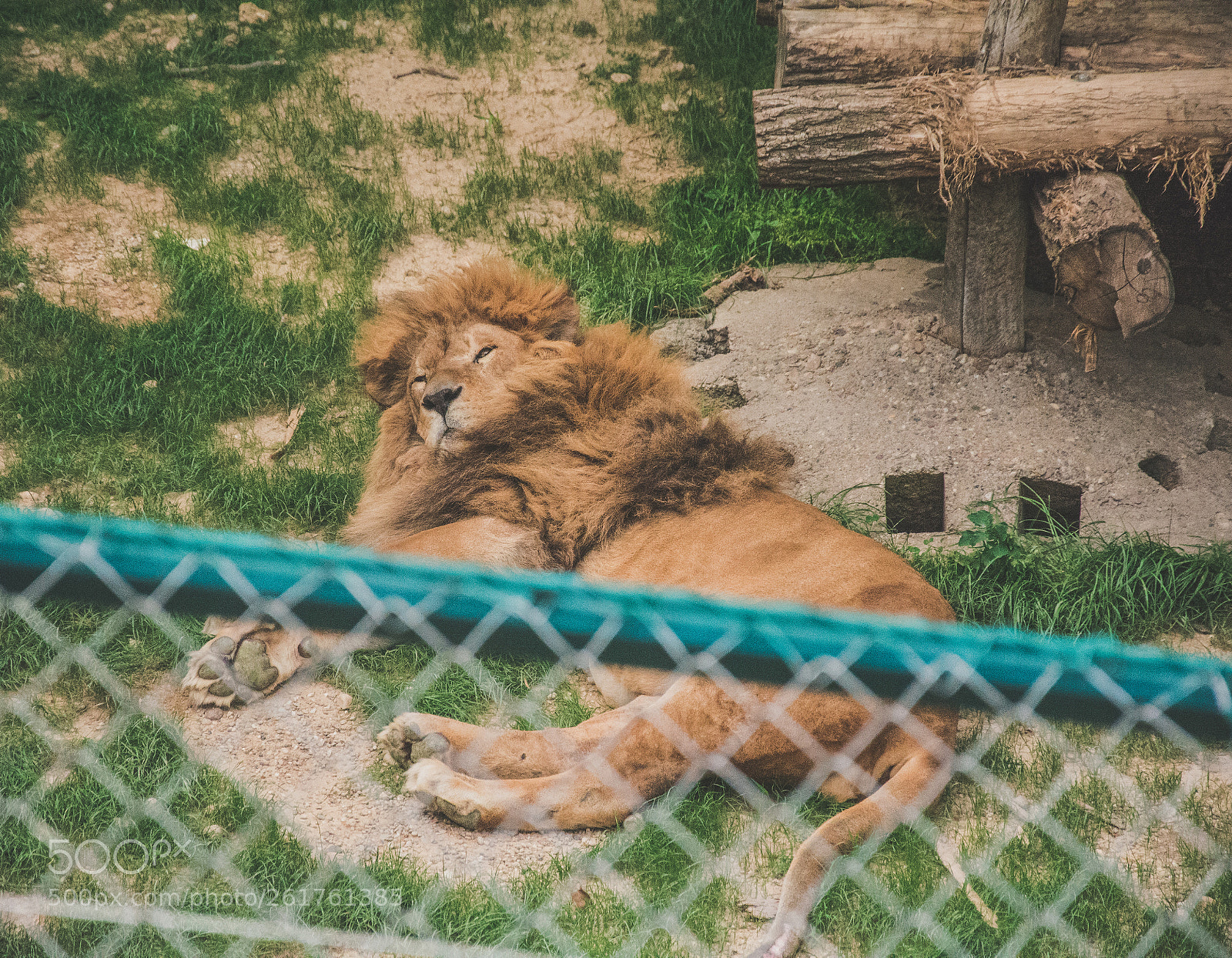 Nikon D7100 sample photo. Lazy lion photography