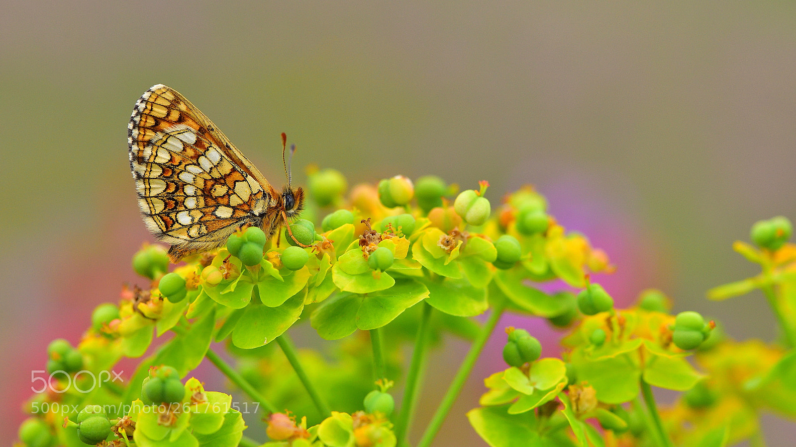 Nikon D810 sample photo. G zel amannisa melitaea photography