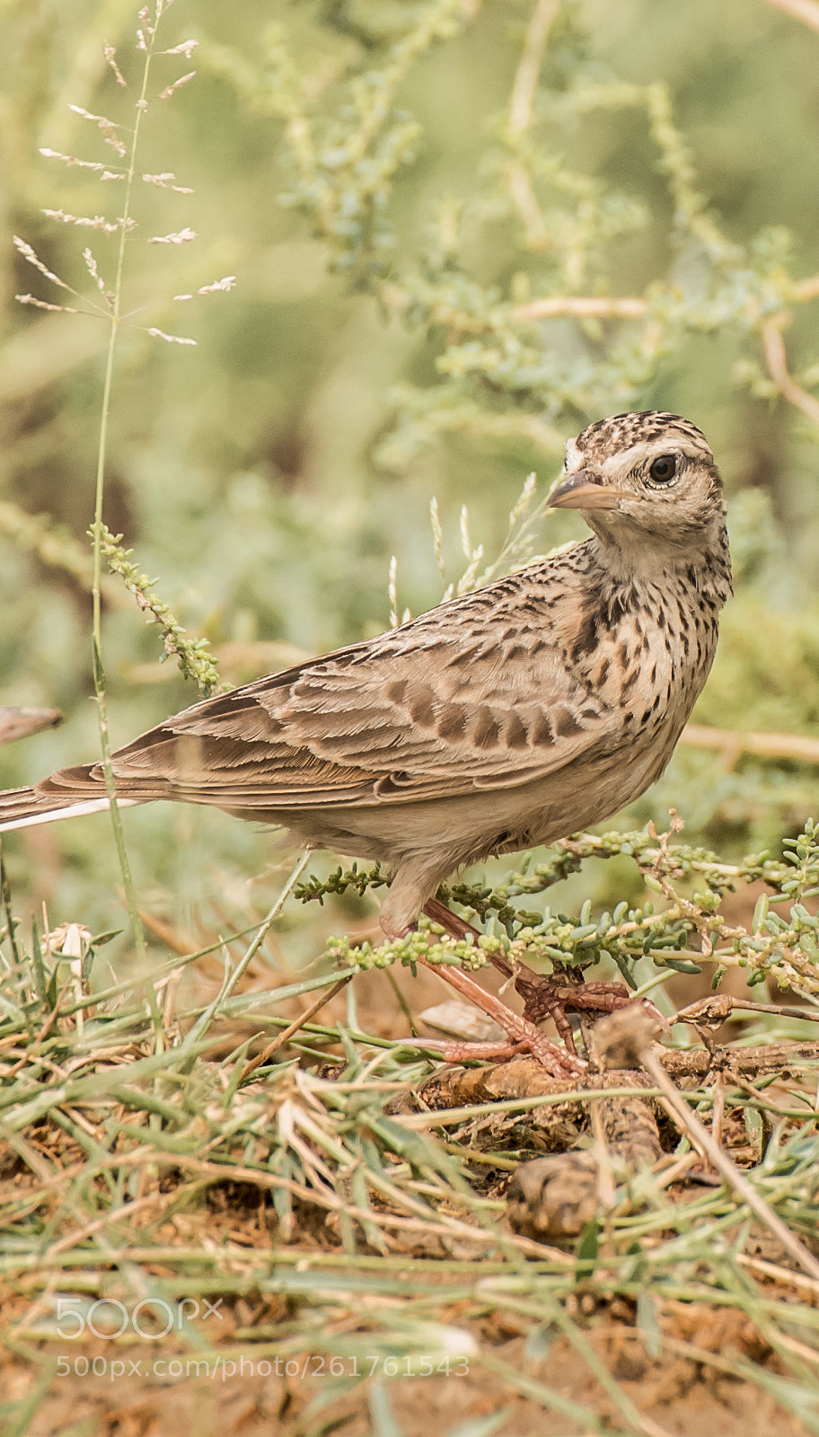 Nikon D750 sample photo. Oriental skylark photography