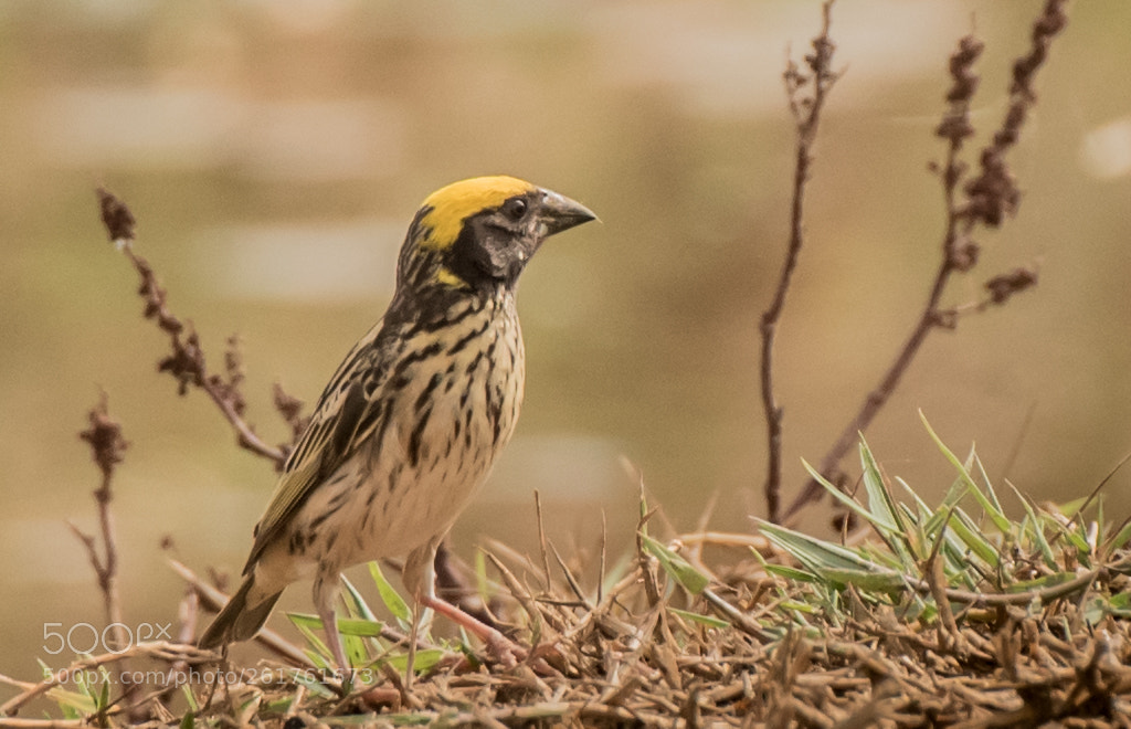 Nikon D750 sample photo. Baya weaver photography