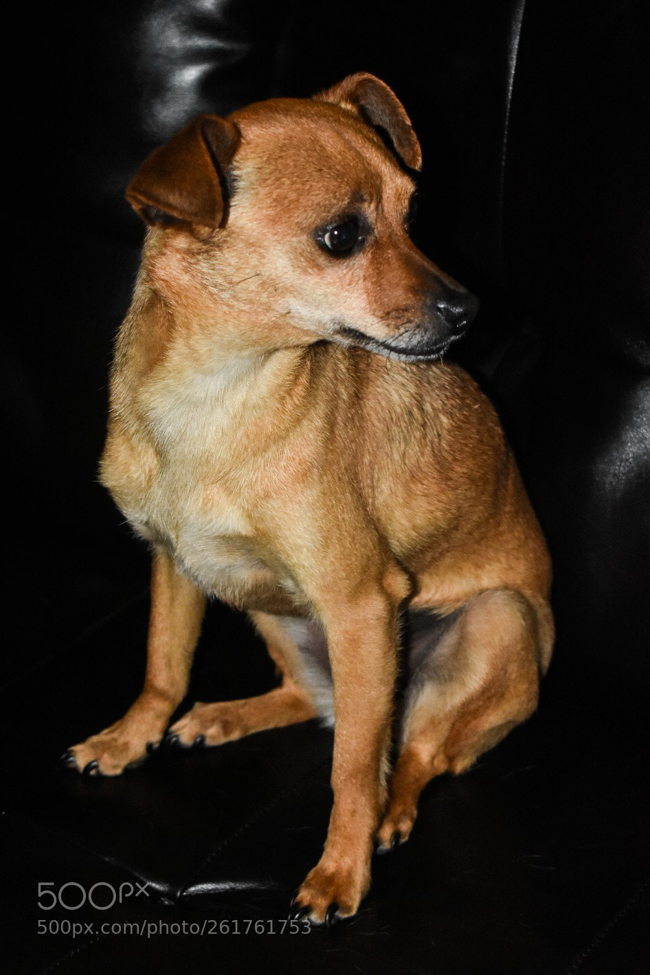 Nikon D3400 sample photo. Muffin. photography