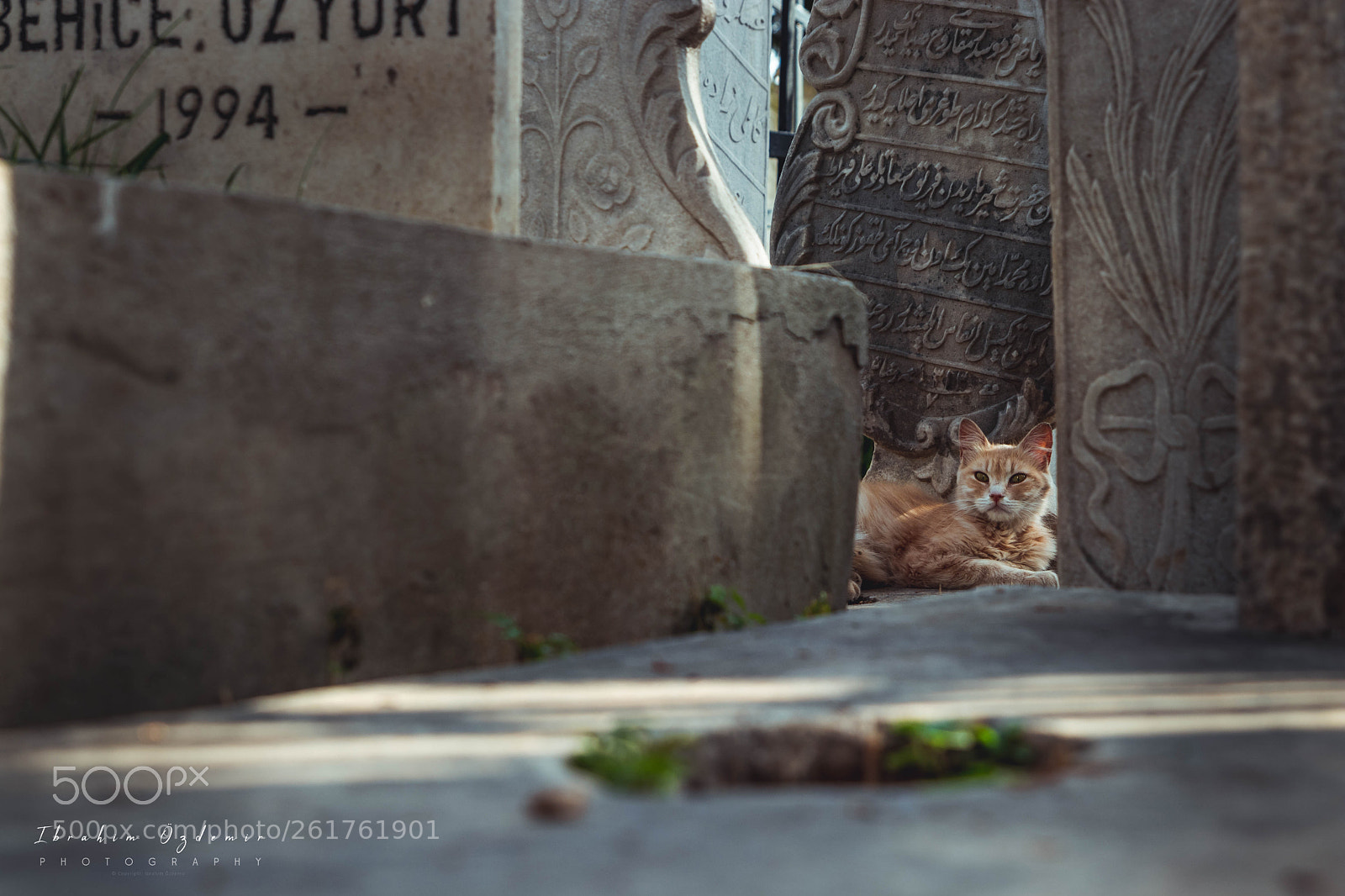 Canon EOS 77D (EOS 9000D / EOS 770D) sample photo. Cat on the cemetery photography