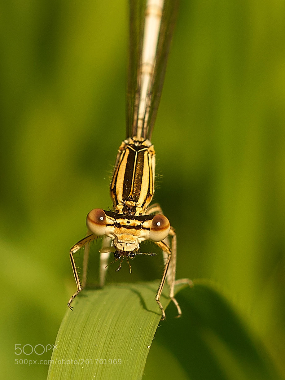 Sony ILCA-77M2 sample photo. Libelle mit beute photography