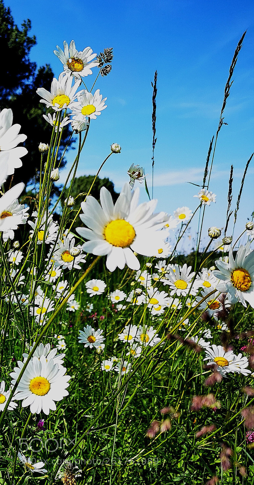 HUAWEI CLT-L09 sample photo. Daisies photography