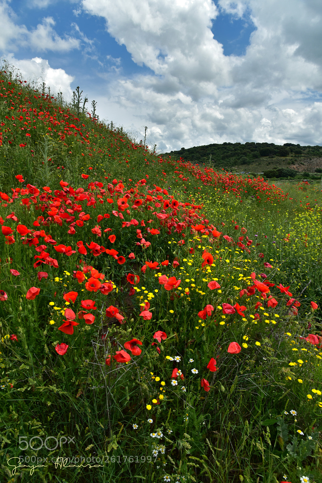 Nikon D750 sample photo. Amapolas photography