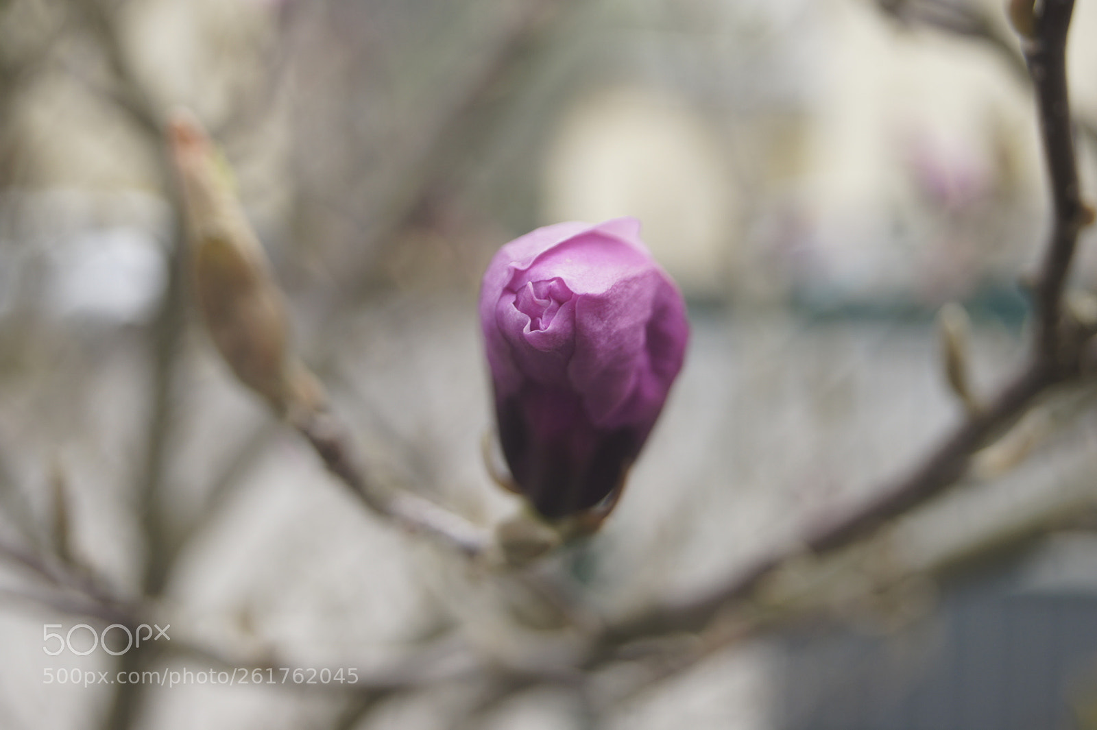 Sony SLT-A33 sample photo. Blossoming flower photography