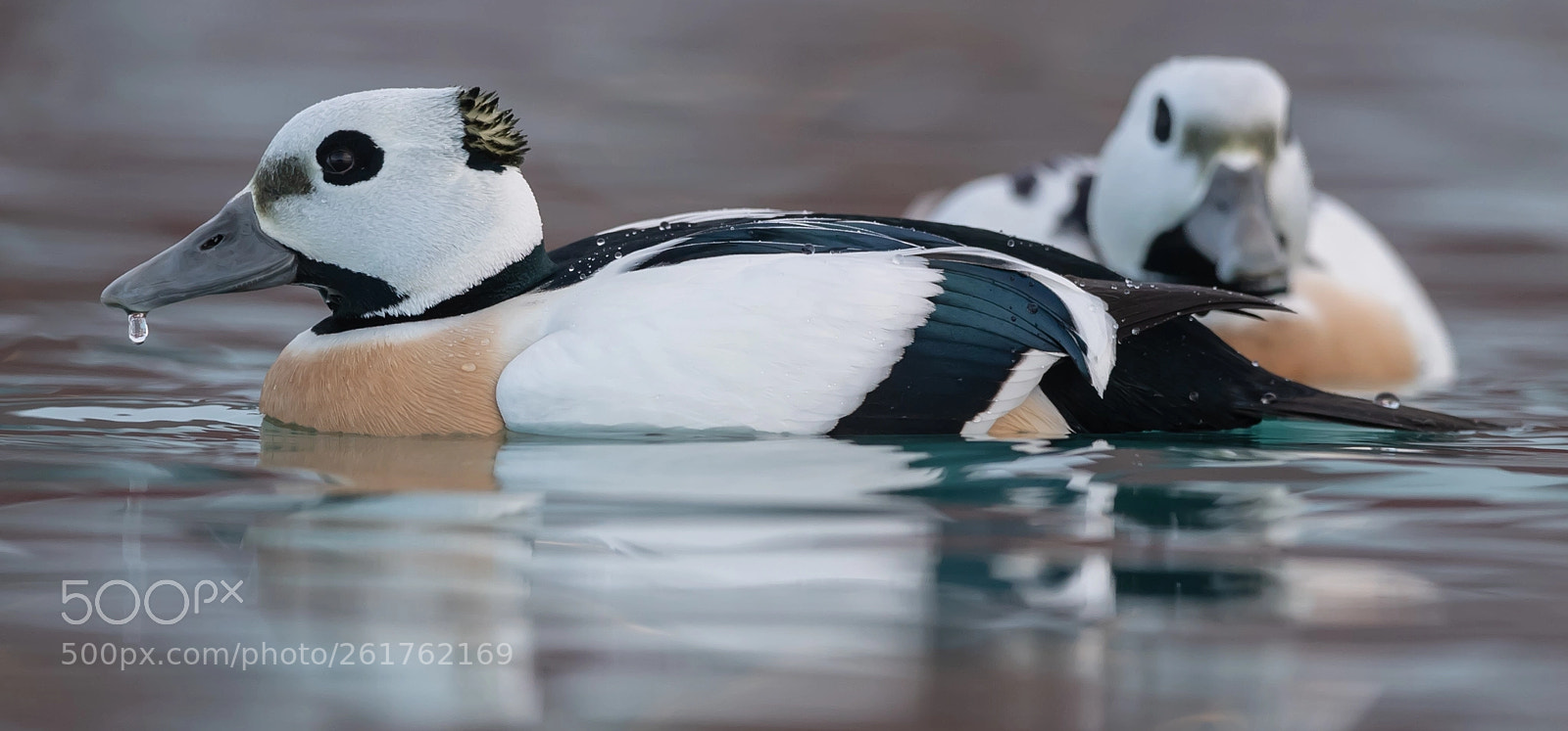 Nikon D5 sample photo. Steller's eider photography