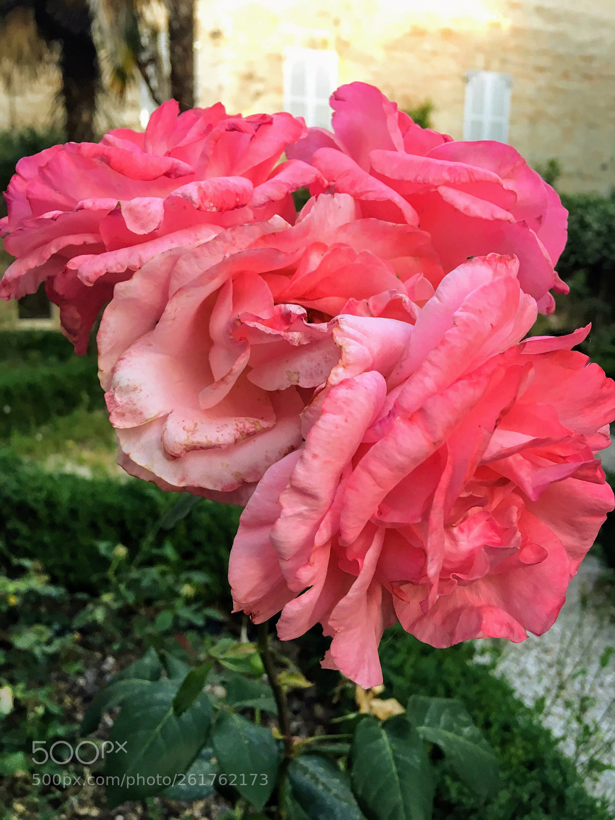 Apple iPhone SE sample photo. Rosa, come l’amore! photography