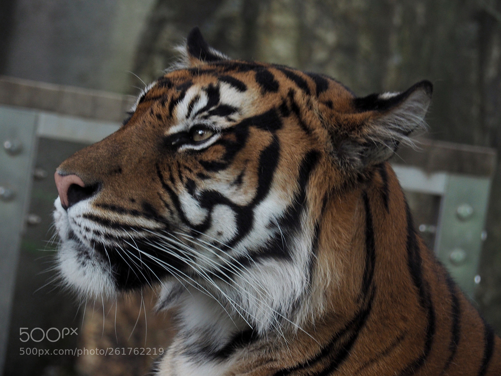 Olympus OM-D E-M5 II sample photo. Bengal tiger at higashiyama photography