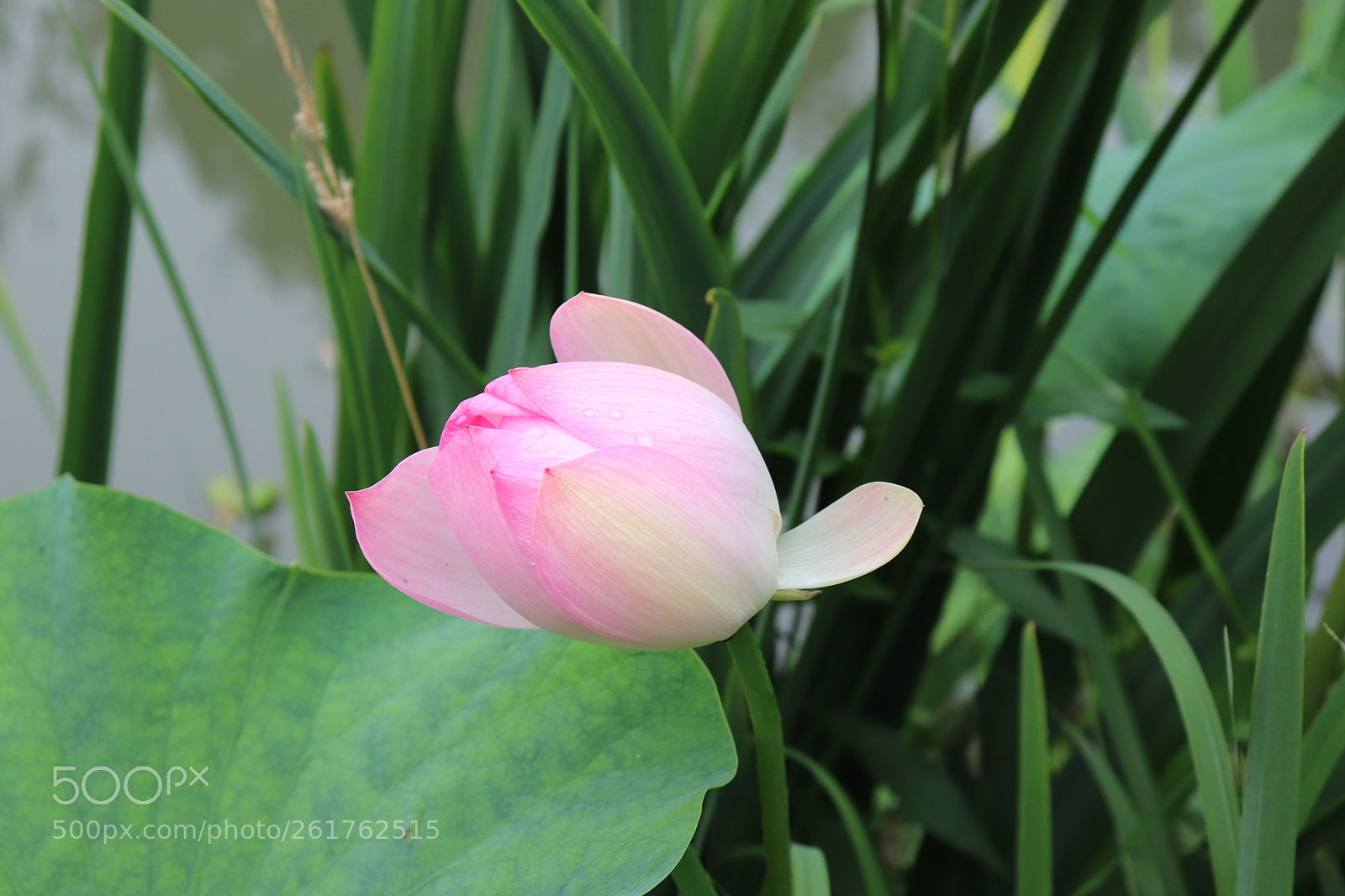 Canon EOS 200D (EOS Rebel SL2 / EOS Kiss X9) sample photo. Bloosoming lotus photography
