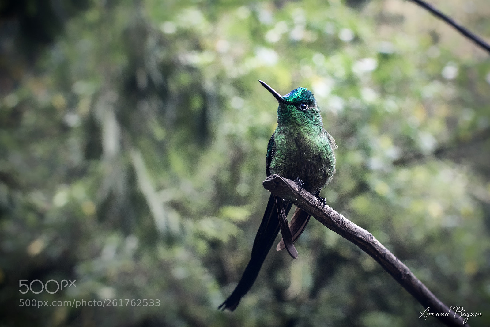 Nikon D3300 sample photo. Colibri photography