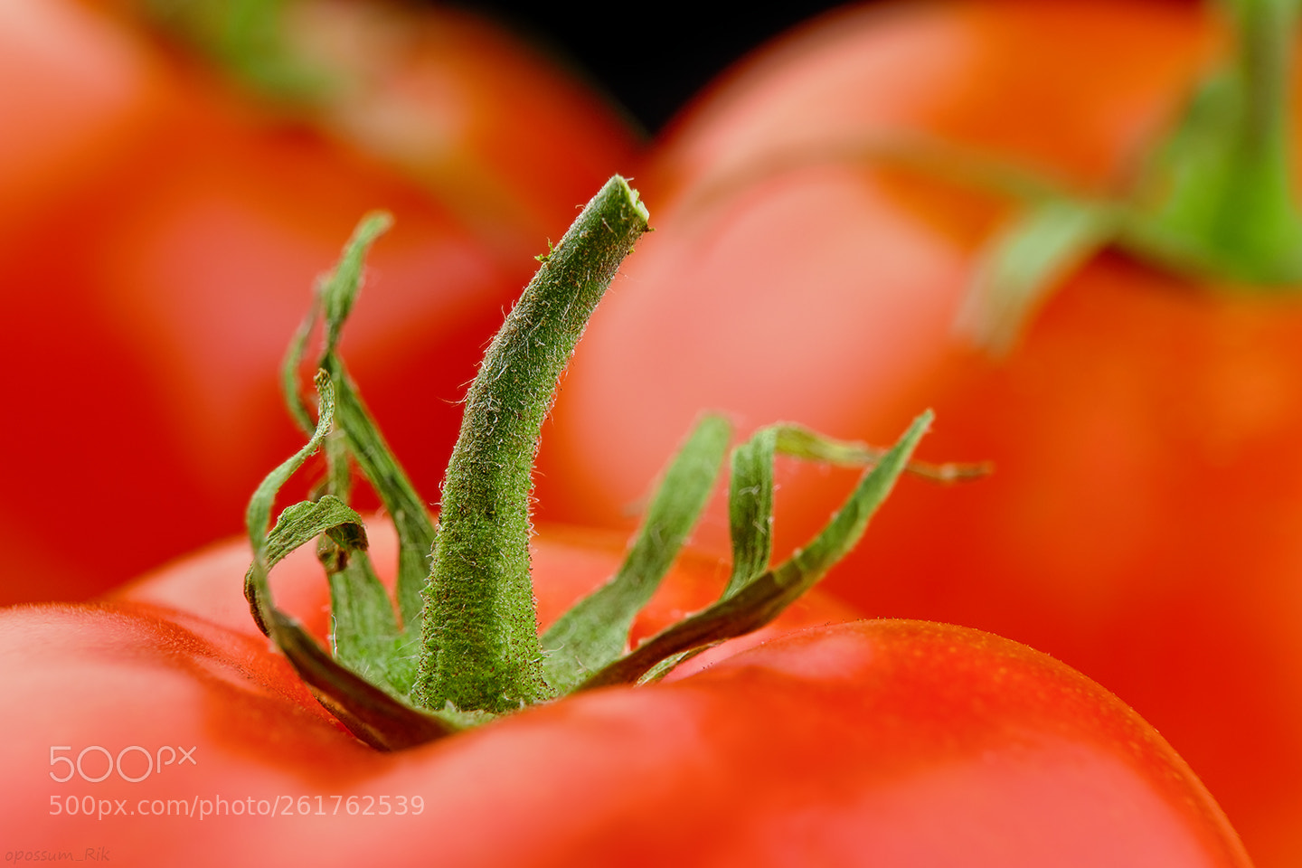 Panasonic Lumix DMC-FZ1000 sample photo. Tomatoes photography