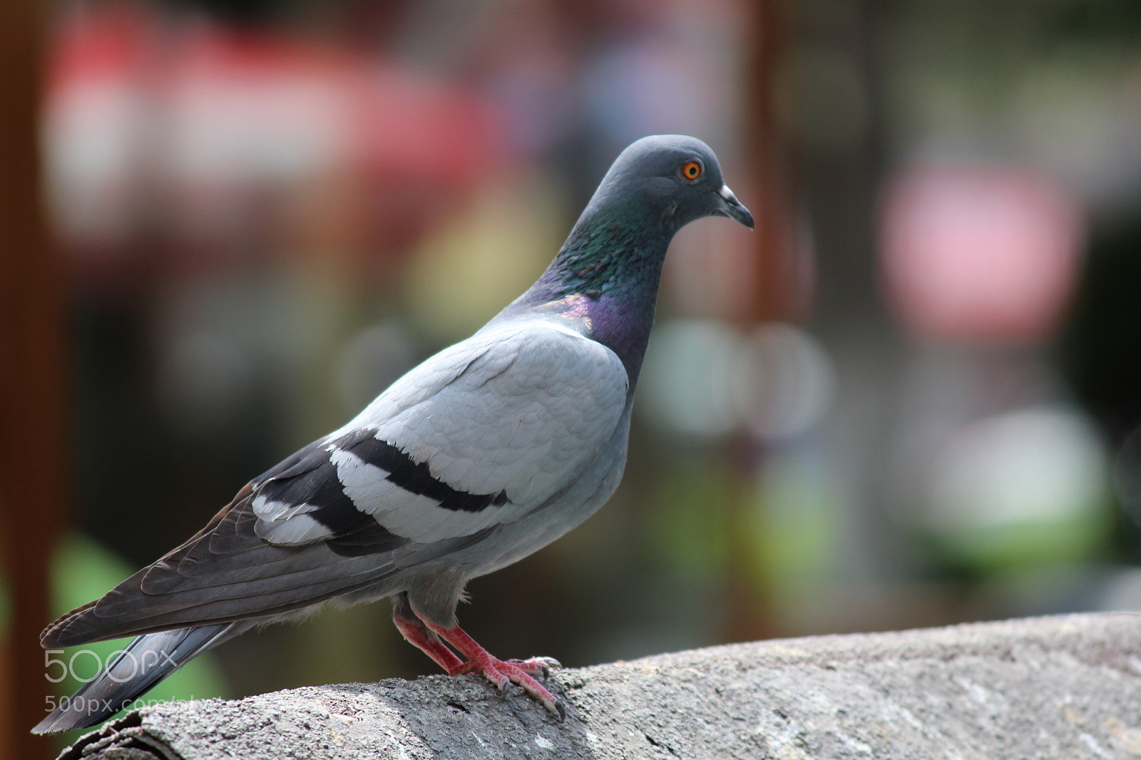 Canon EF-S 55-250mm F4-5.6 IS II sample photo. Pigeon photography