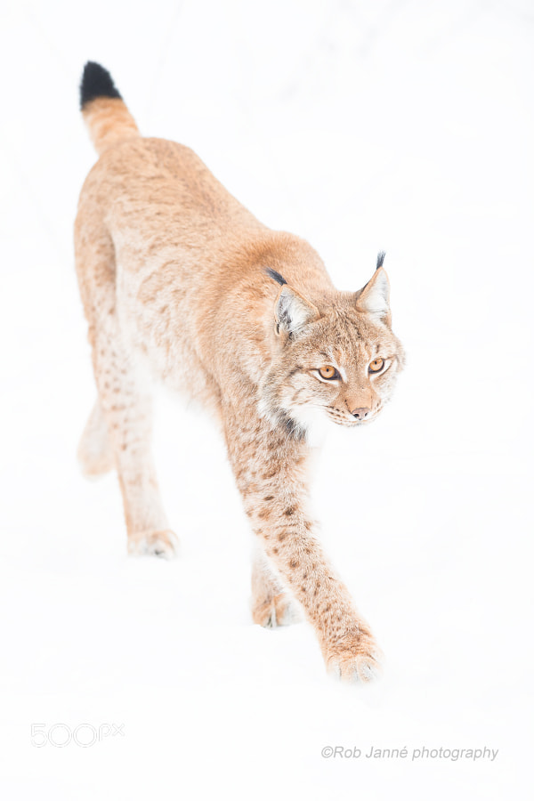 Nikon D4S sample photo. In snow photography