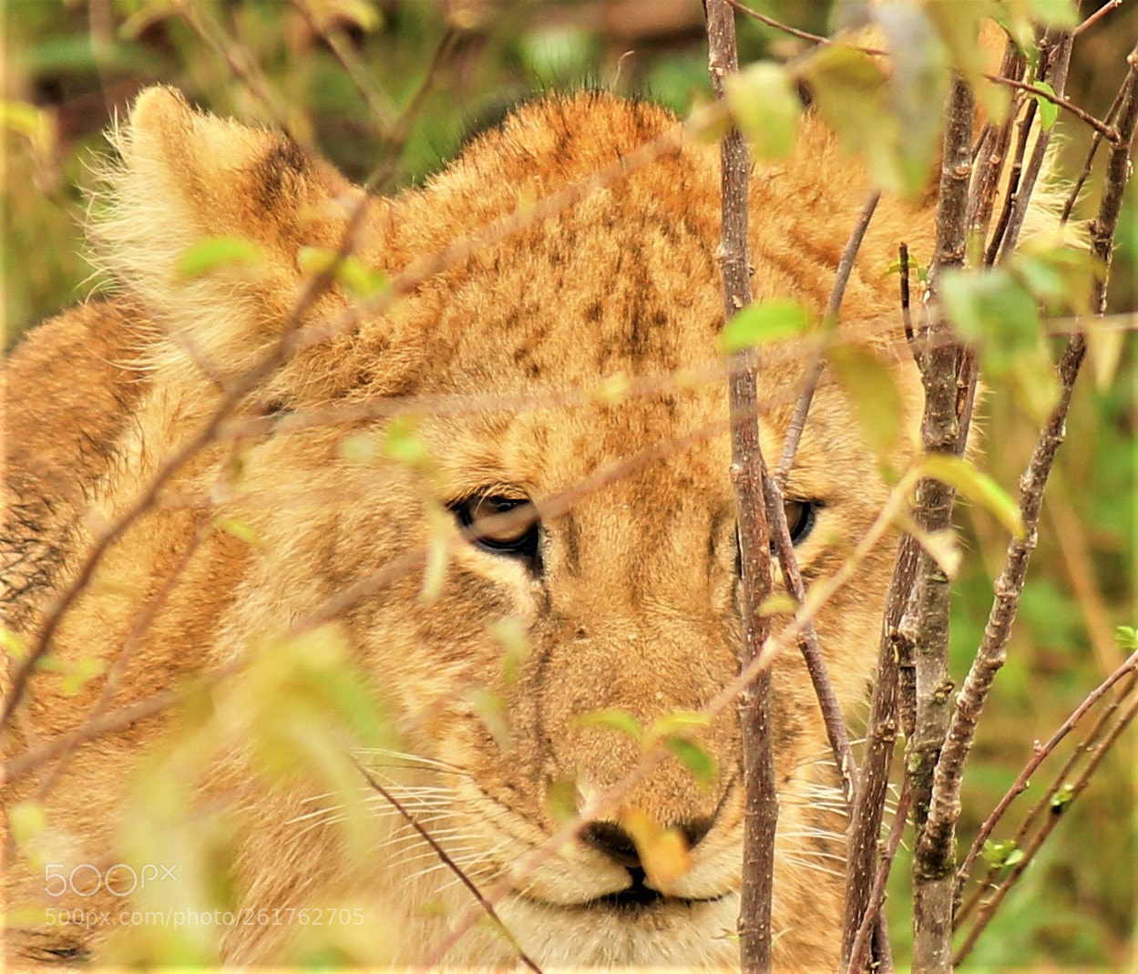 Canon EOS 1100D (EOS Rebel T3 / EOS Kiss X50) sample photo. Lion cub photography