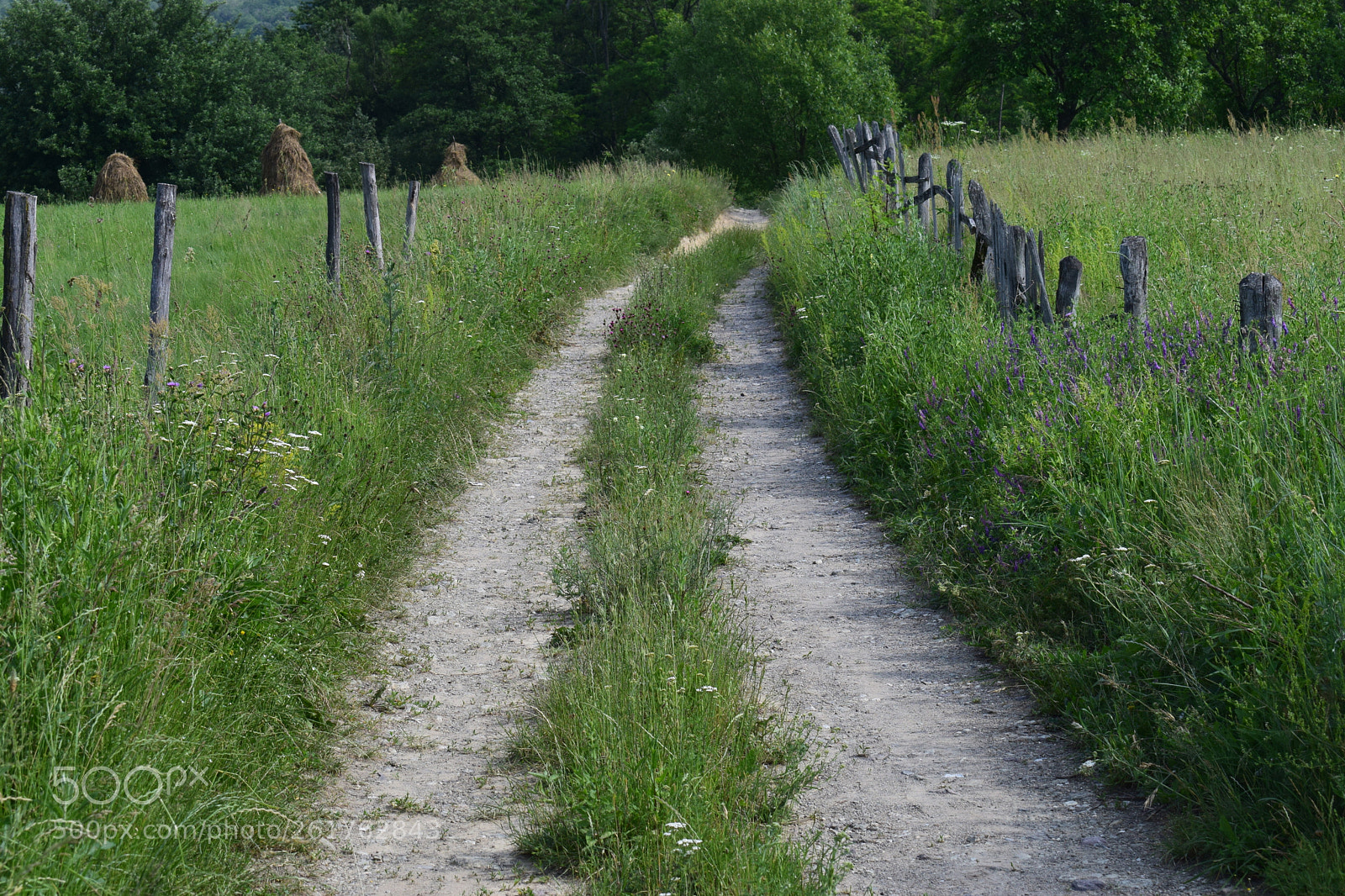 Nikon D3300 sample photo. Return photography