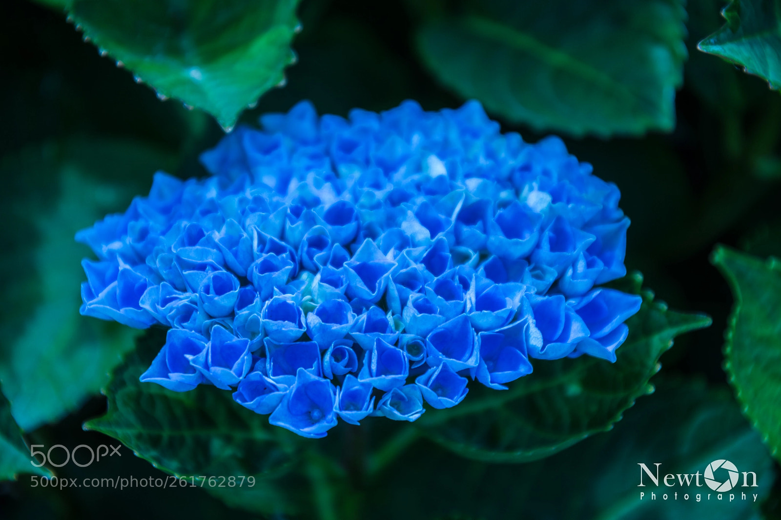 Nikon D7200 sample photo. Blooming photography