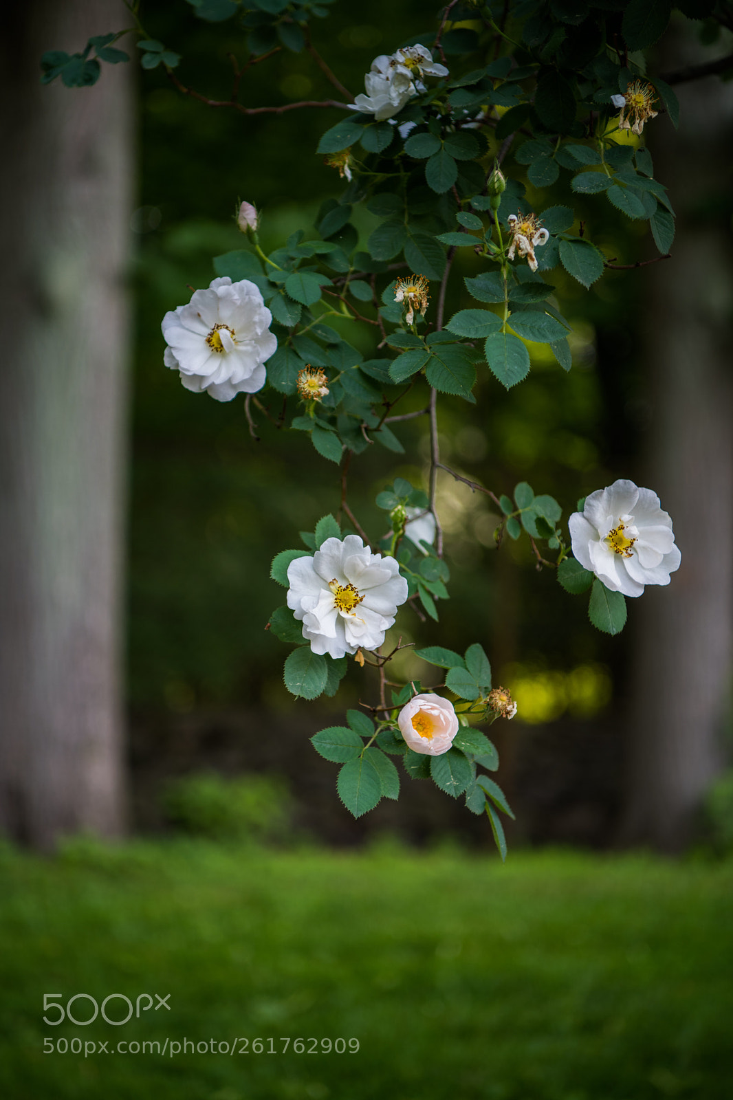 Nikon D850 sample photo. Rose photography