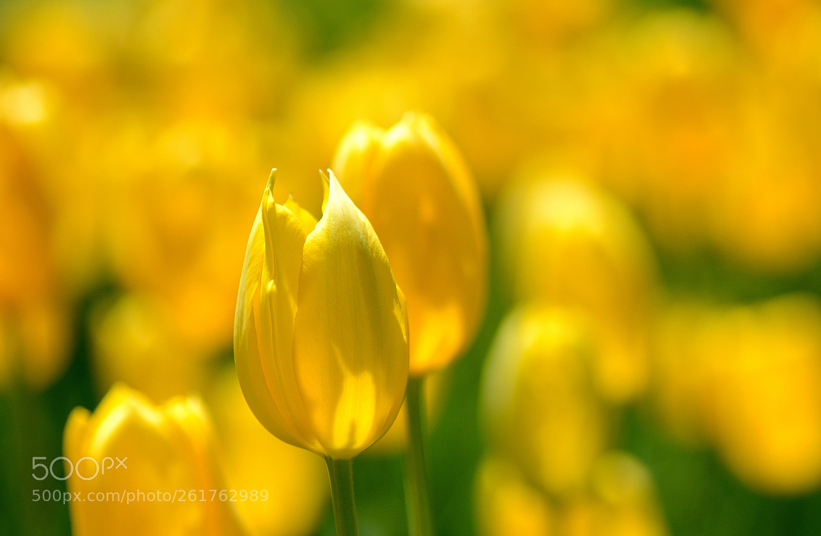 Nikon D7100 sample photo. Yellow photography