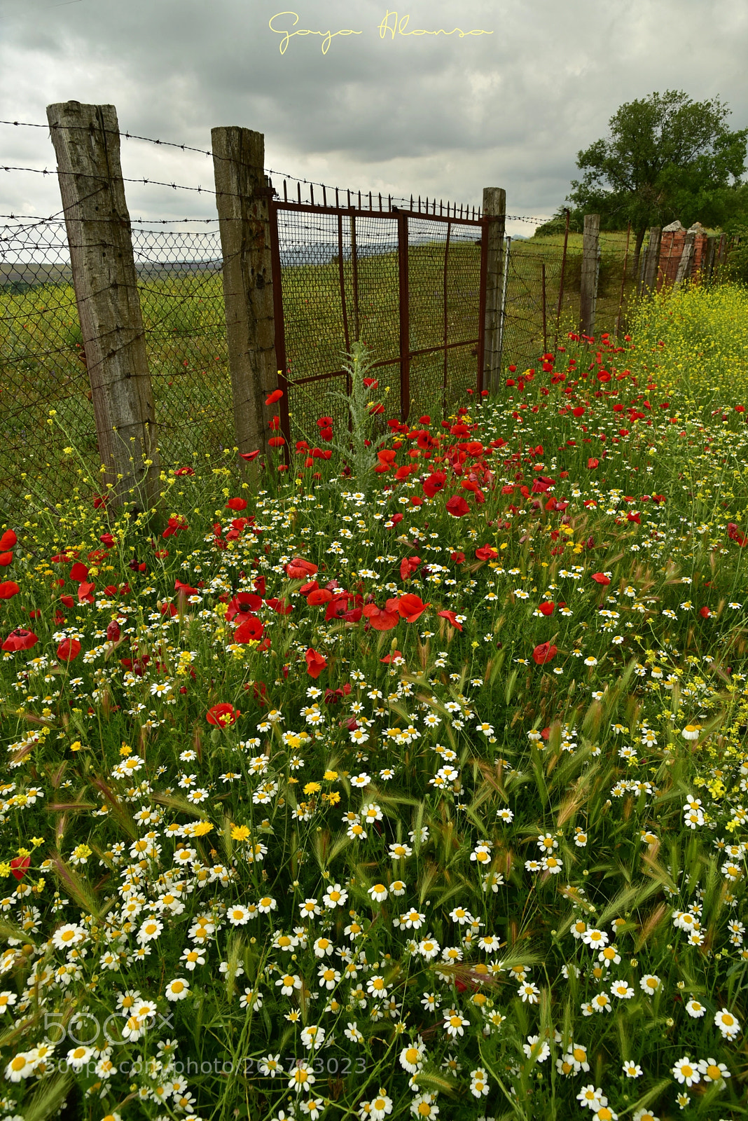 Nikon D750 sample photo. Primavera photography