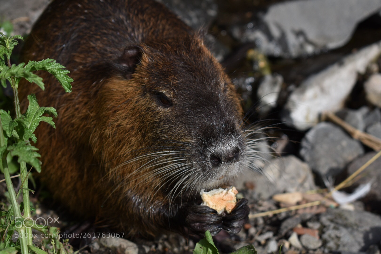 Nikon D3400 sample photo. Lunch time! photography