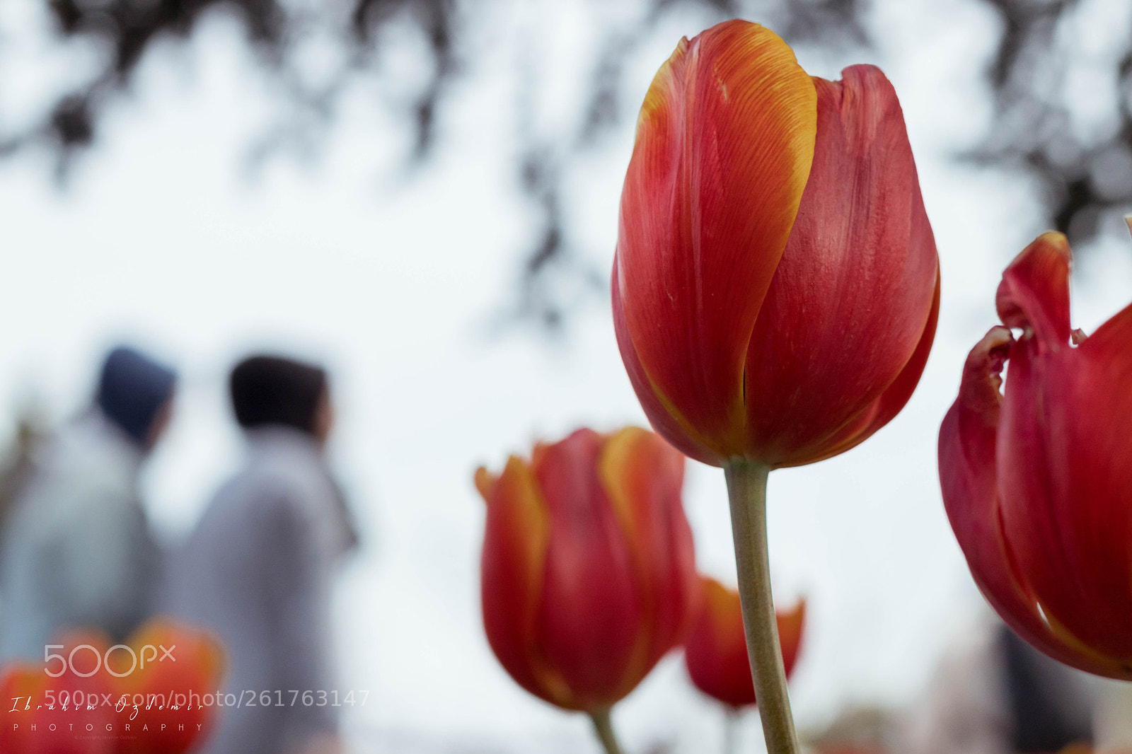 Canon EOS 77D (EOS 9000D / EOS 770D) sample photo. Silhouettes behind the tulip photography