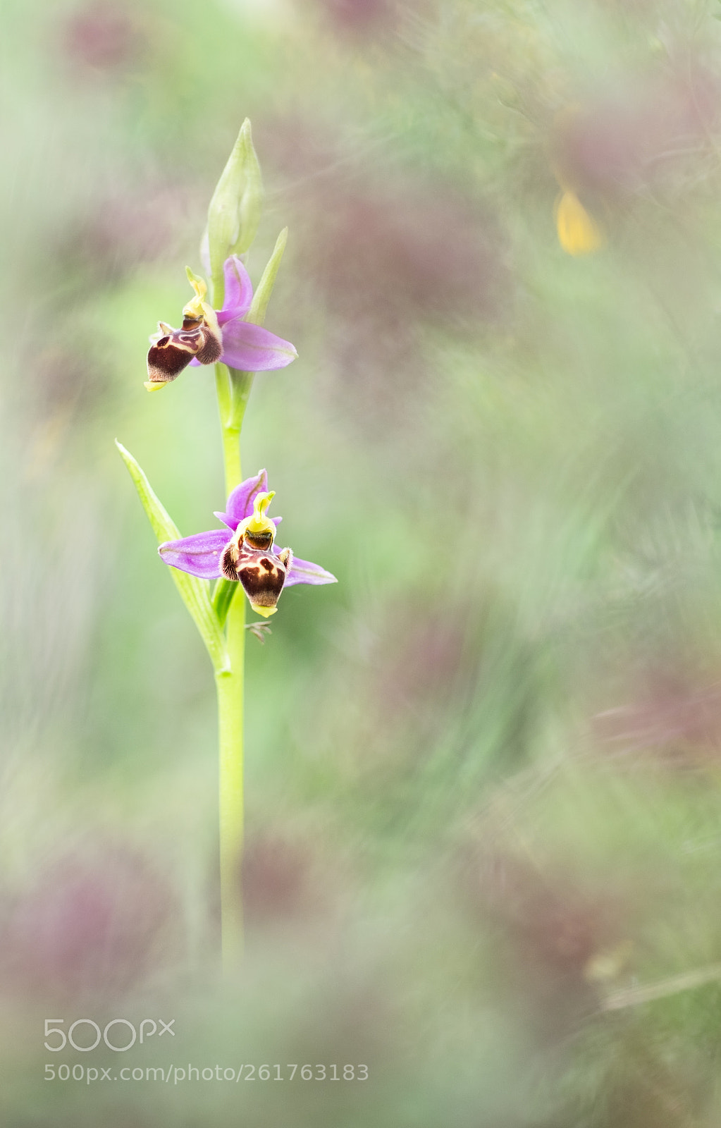 Fujifilm X-T10 sample photo. Ophrys scolopax v2 18´ photography