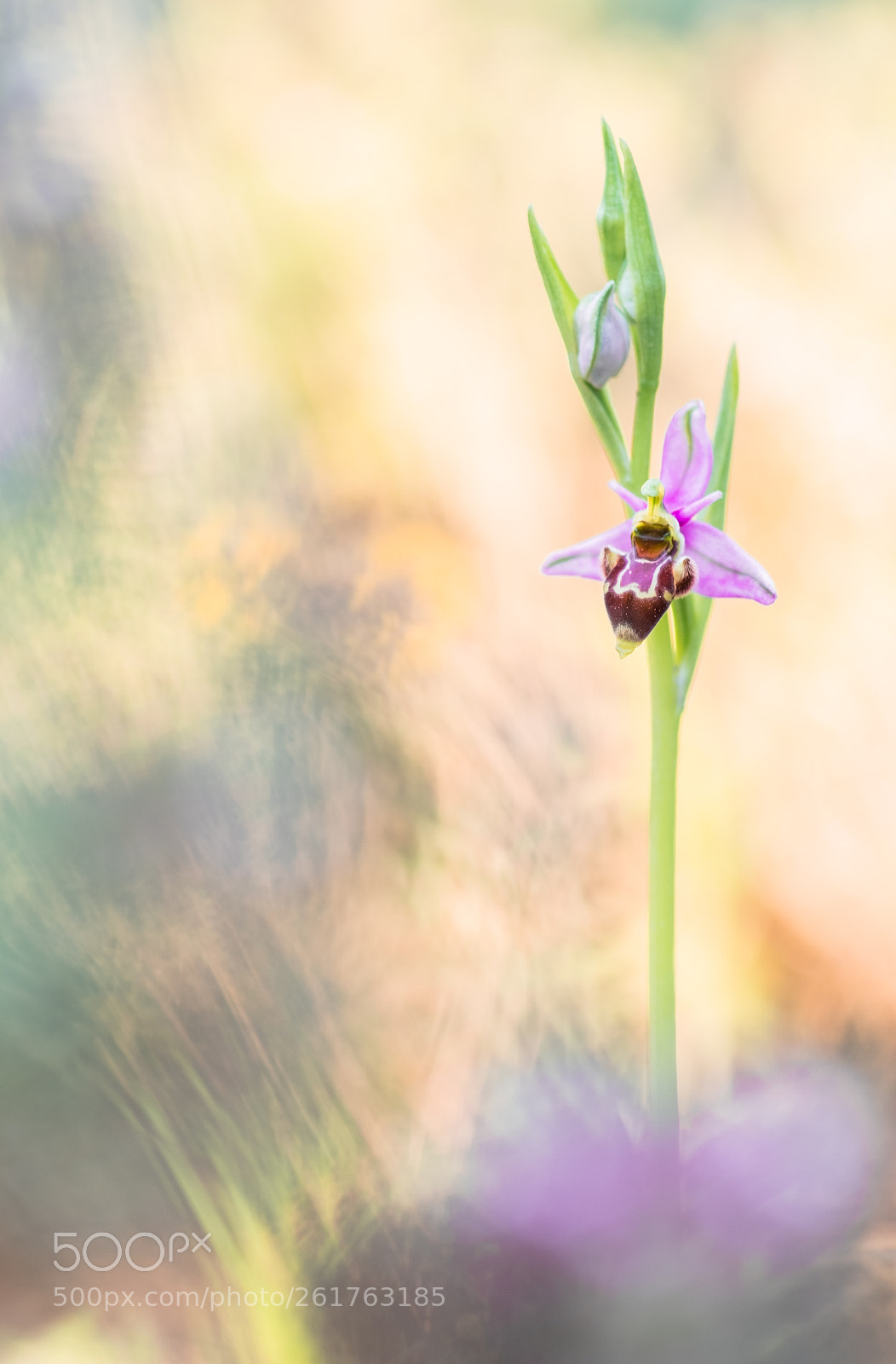 Fujifilm X-T10 sample photo. Ophrys scolopax v1 18´ photography