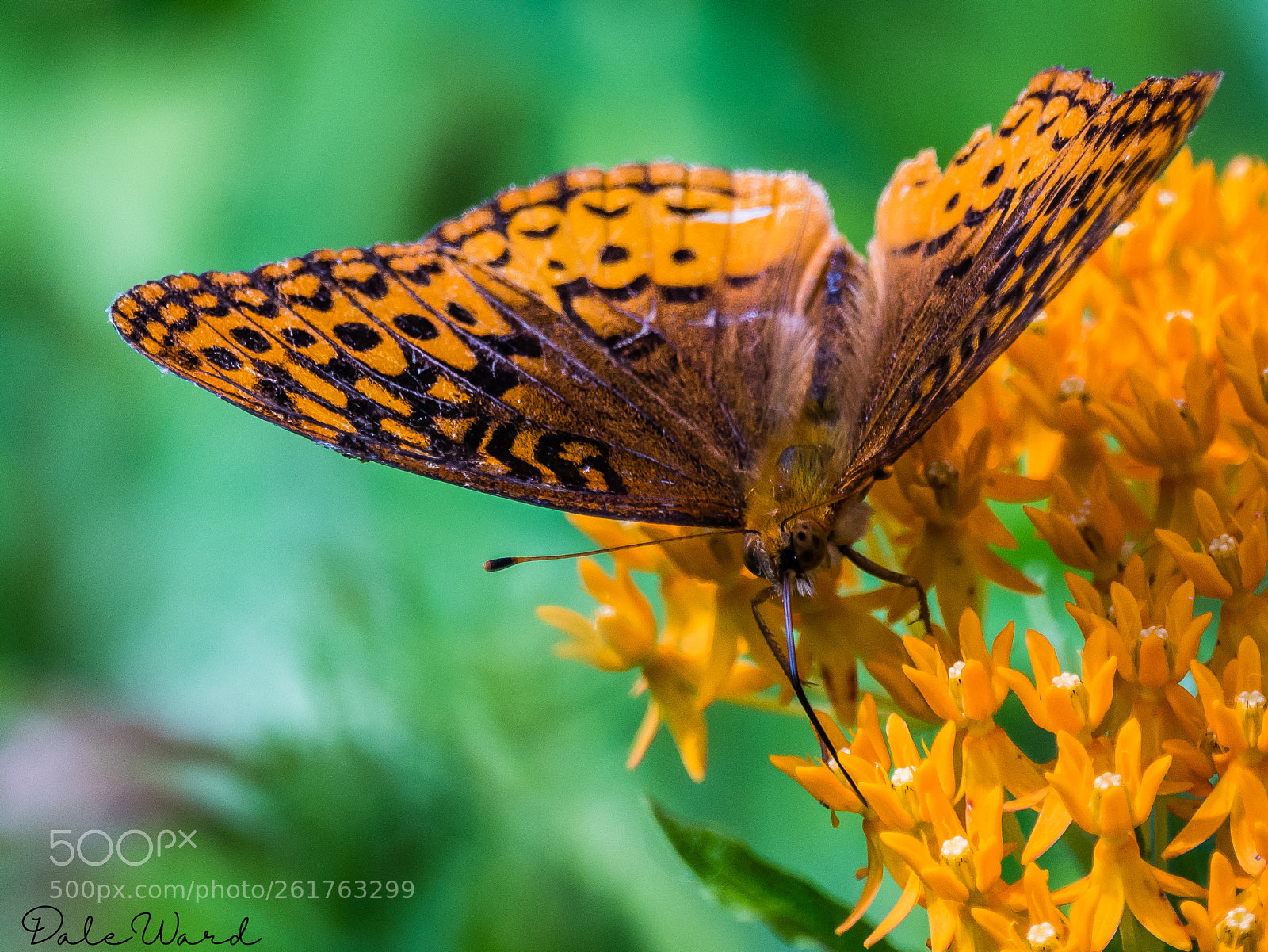 Nikon D500 sample photo. Orange on orange. photography