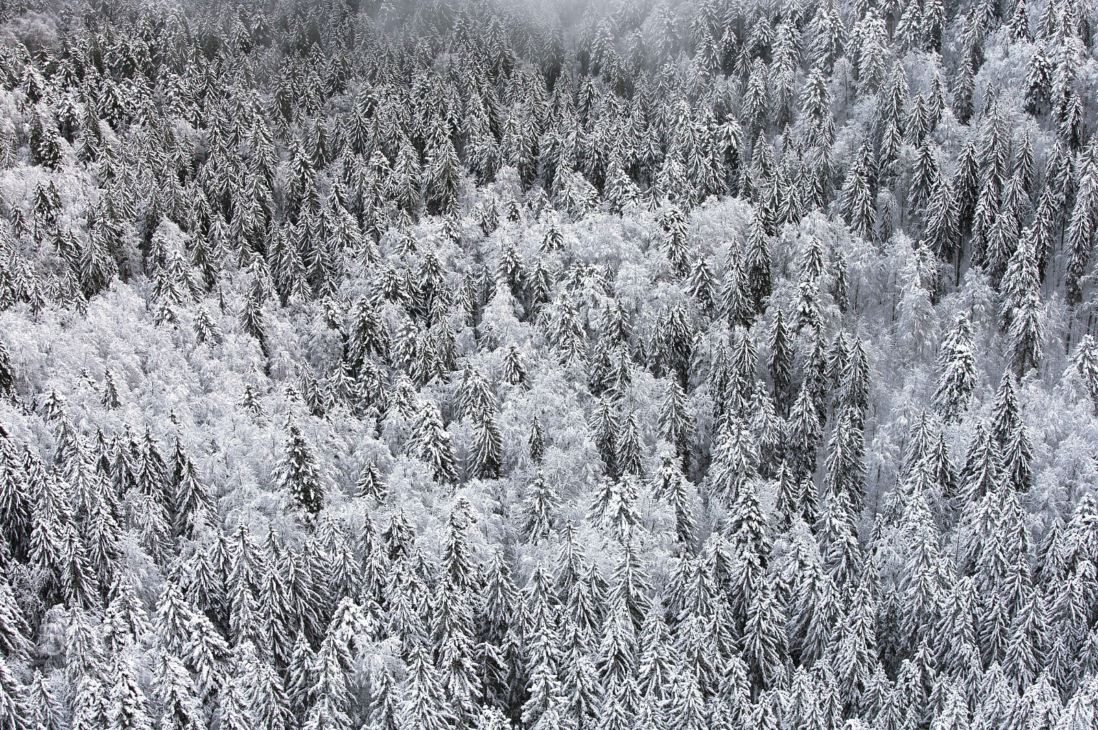 Canon EOS-1D X sample photo. Forêt du jura photography