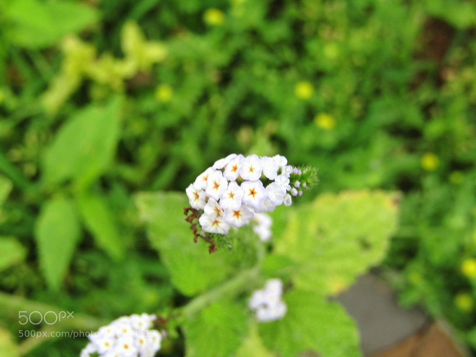 Canon POWERSHOT SX430 IS sample photo. S w f photography