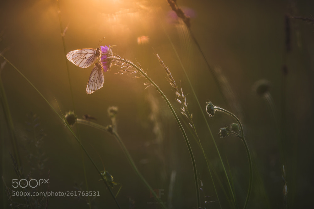 Nikon D850 sample photo. Summer feeling photography