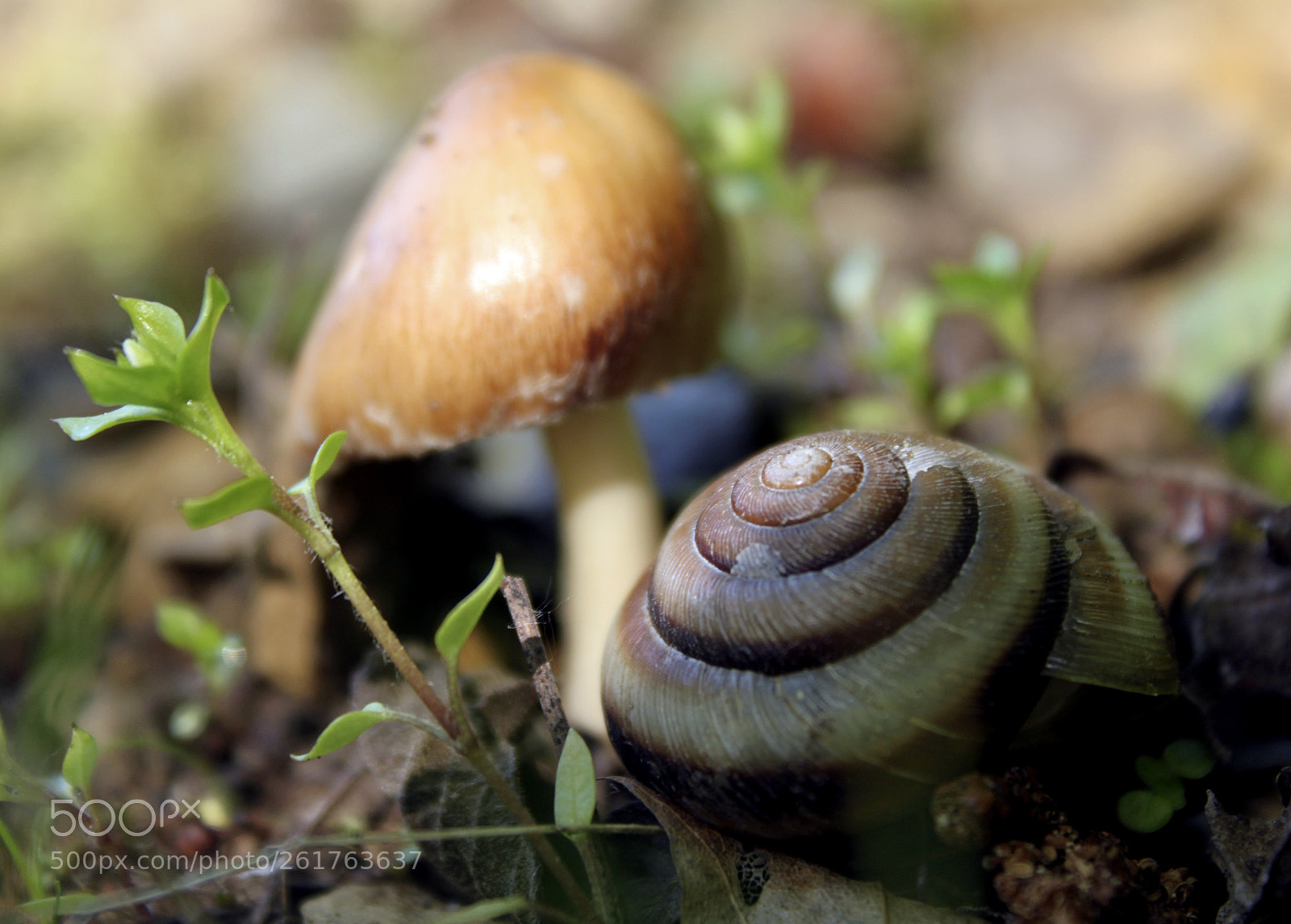 Canon EOS 500D (EOS Rebel T1i / EOS Kiss X3) sample photo. One day in the photography