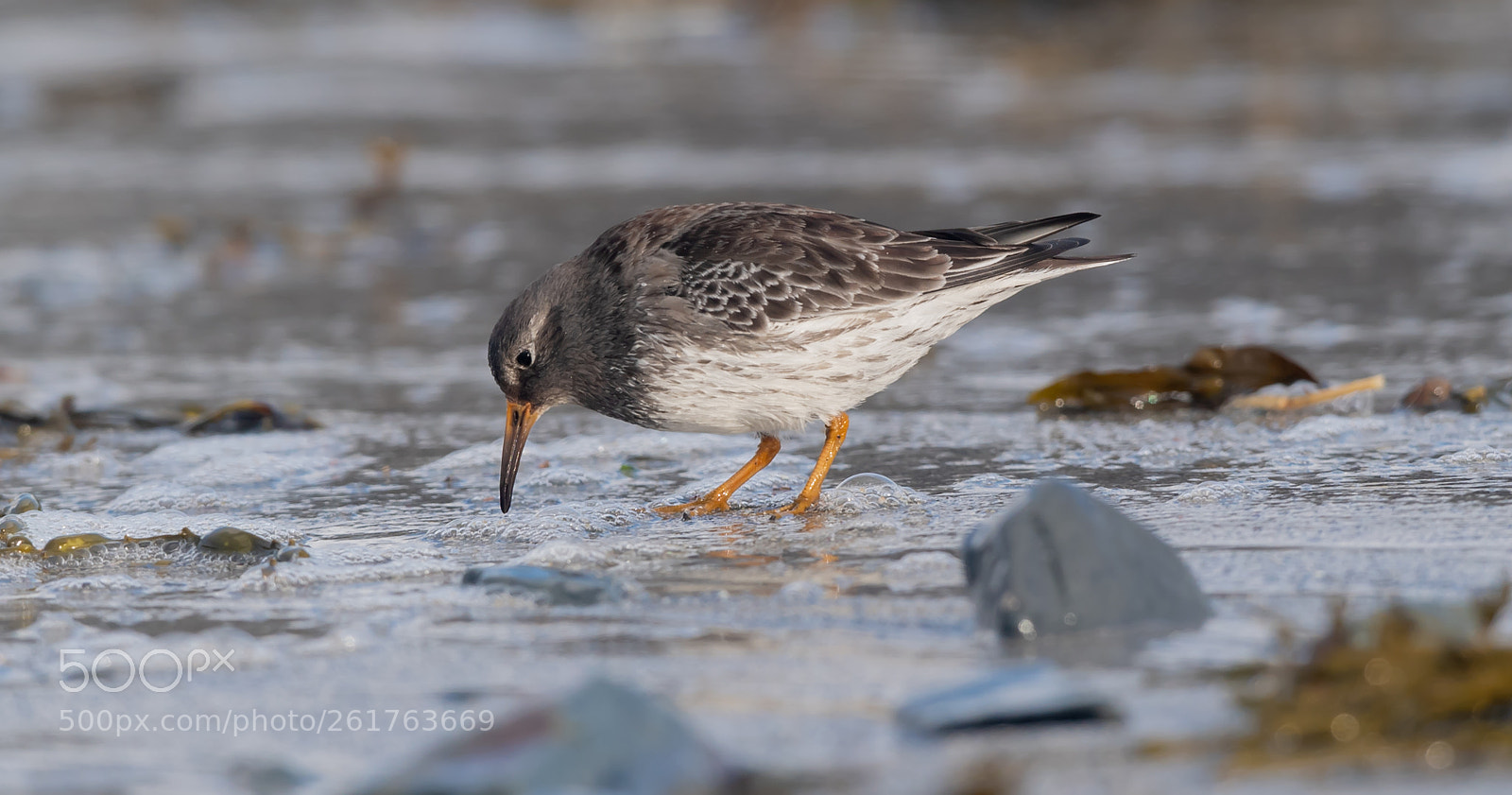 Nikon D5 sample photo. Purple sandpiper photography