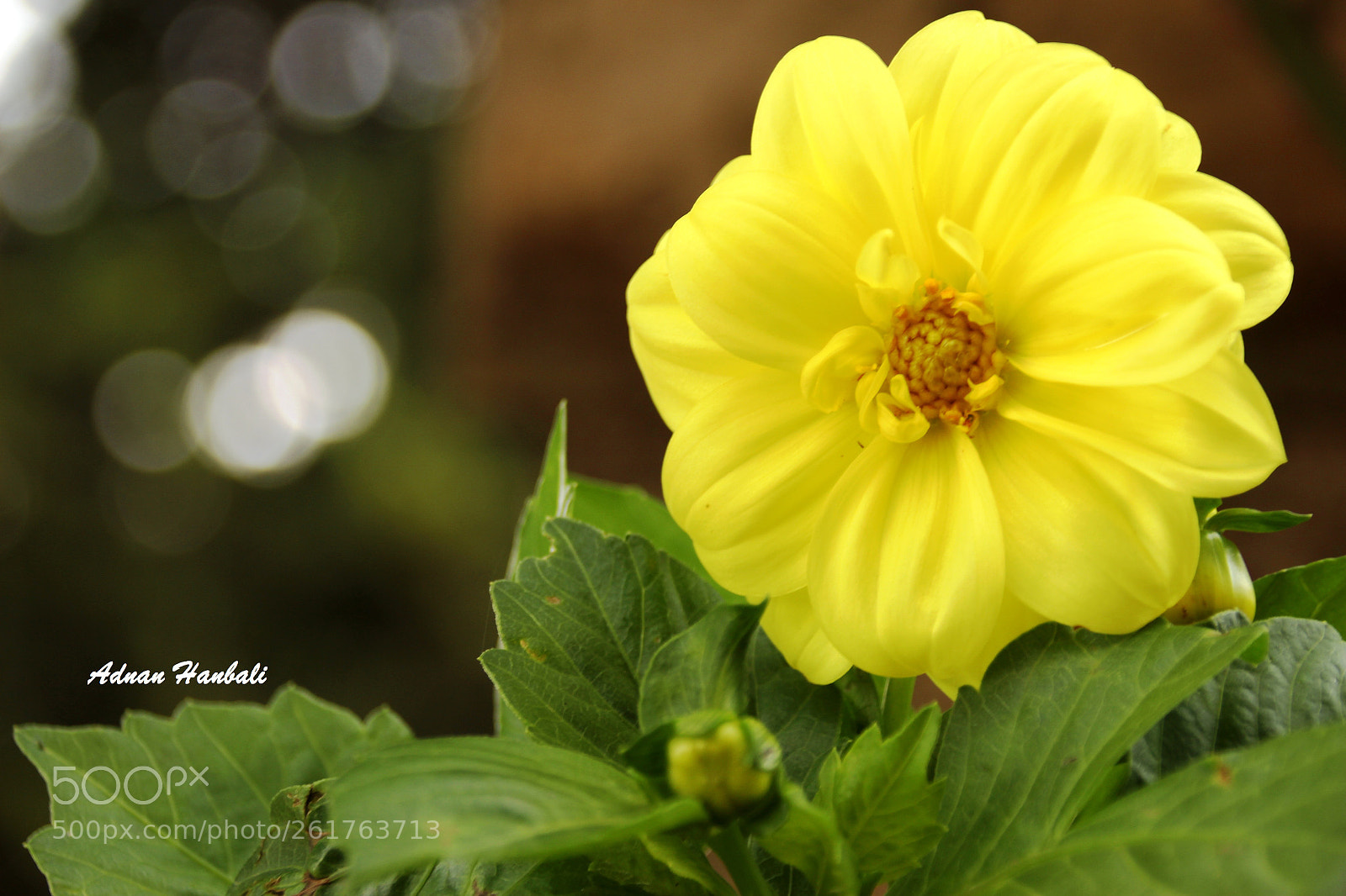 Canon EOS 700D (EOS Rebel T5i / EOS Kiss X7i) sample photo. Yellow photography
