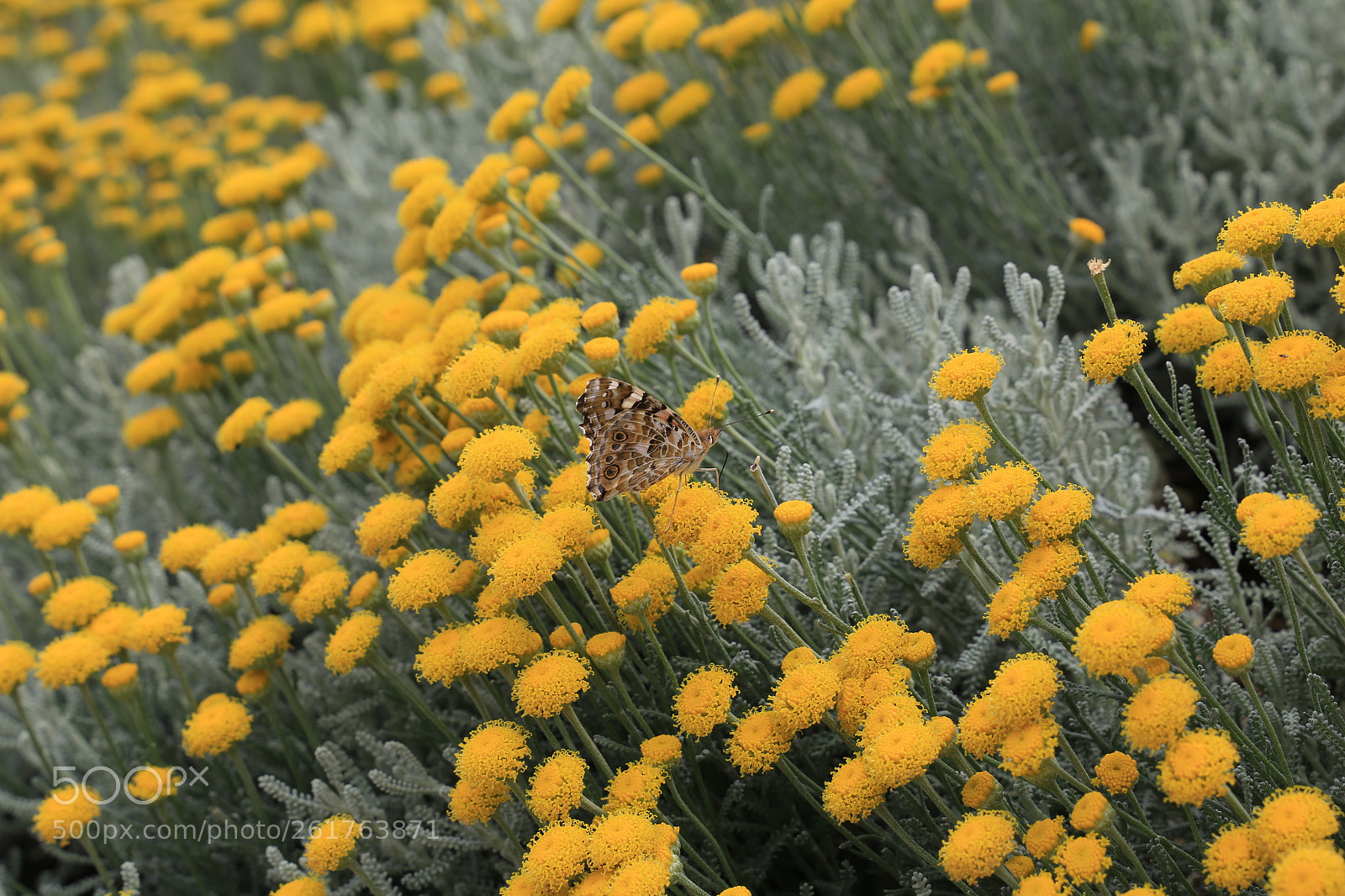 Canon EF 24-105mm F3.5-5.6 IS STM sample photo. Butterfly photography