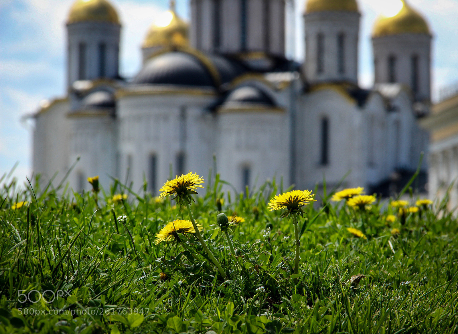 Canon EOS 600D (Rebel EOS T3i / EOS Kiss X5) sample photo. Dandelions photography