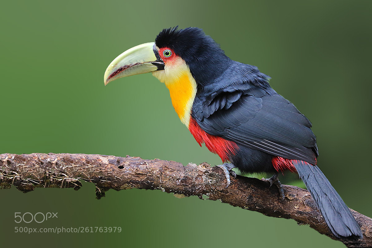 Canon EOS 7D Mark II sample photo. Tucano de bico verde photography