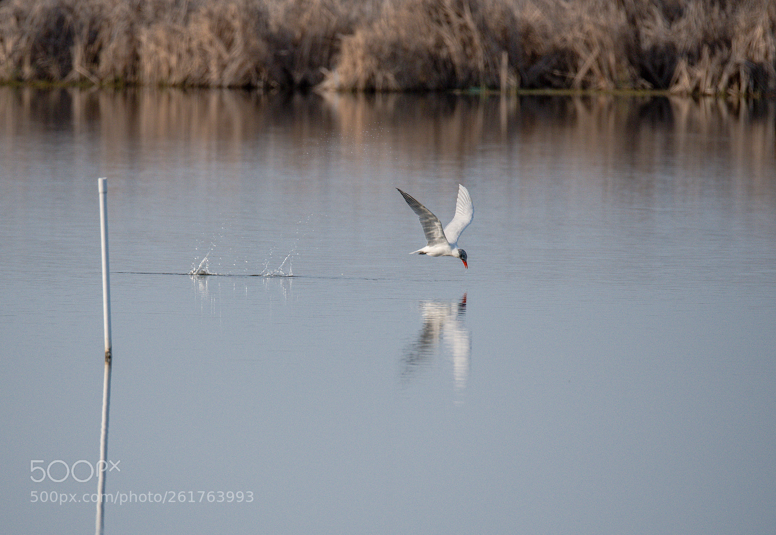 Nikon D750 sample photo. Tern flying low photography