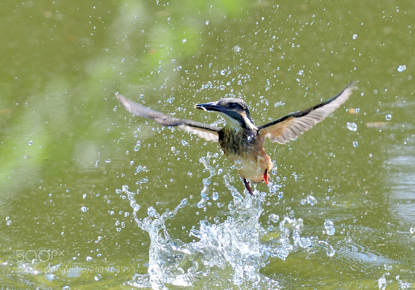 Nikon Nikkor AF-S 300mm F4E PF ED VR sample photo. Young kingfisher photography