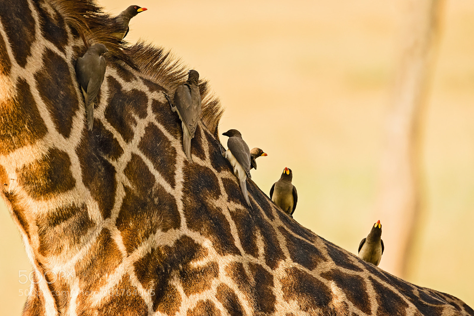 Canon EOS 7D Mark II sample photo. Yellow-billed oxpeckers photography