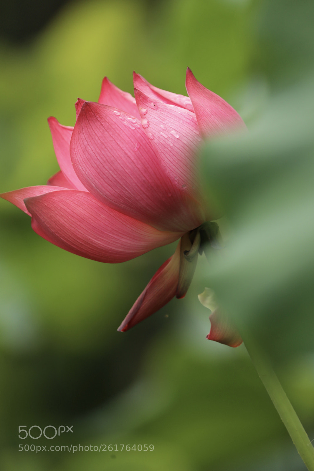 Canon EOS 5D Mark IV sample photo. 荷花 photography