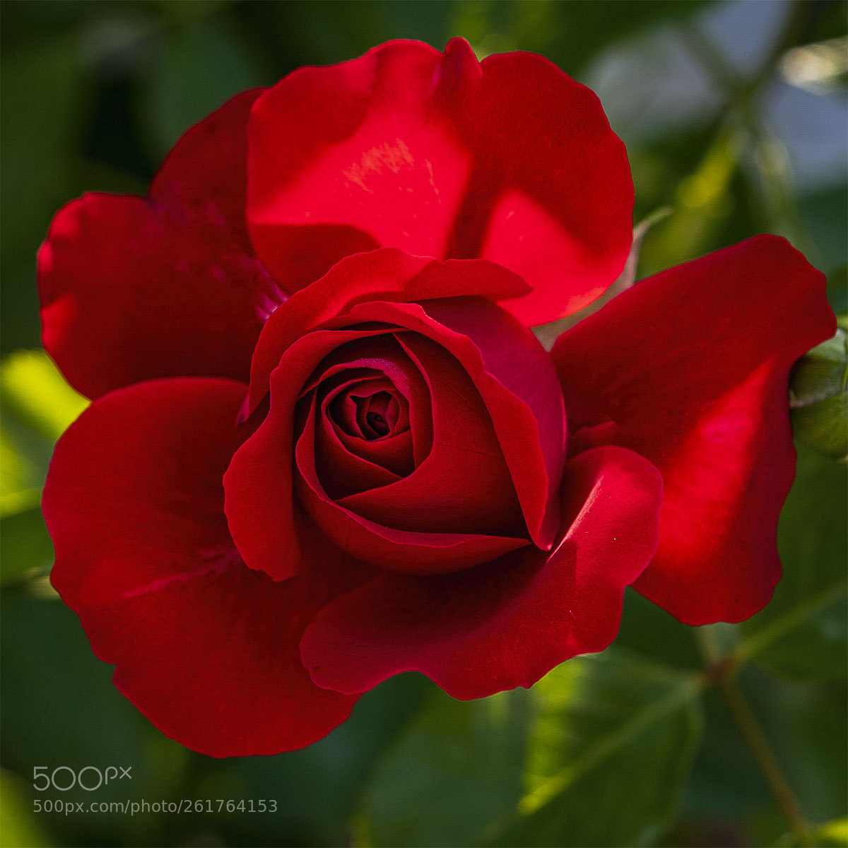 Sony a6300 sample photo. Blüten 100618-010 photography