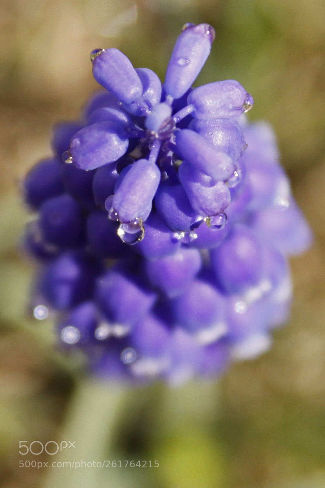 Canon EOS 50D sample photo. Purple revisited photography