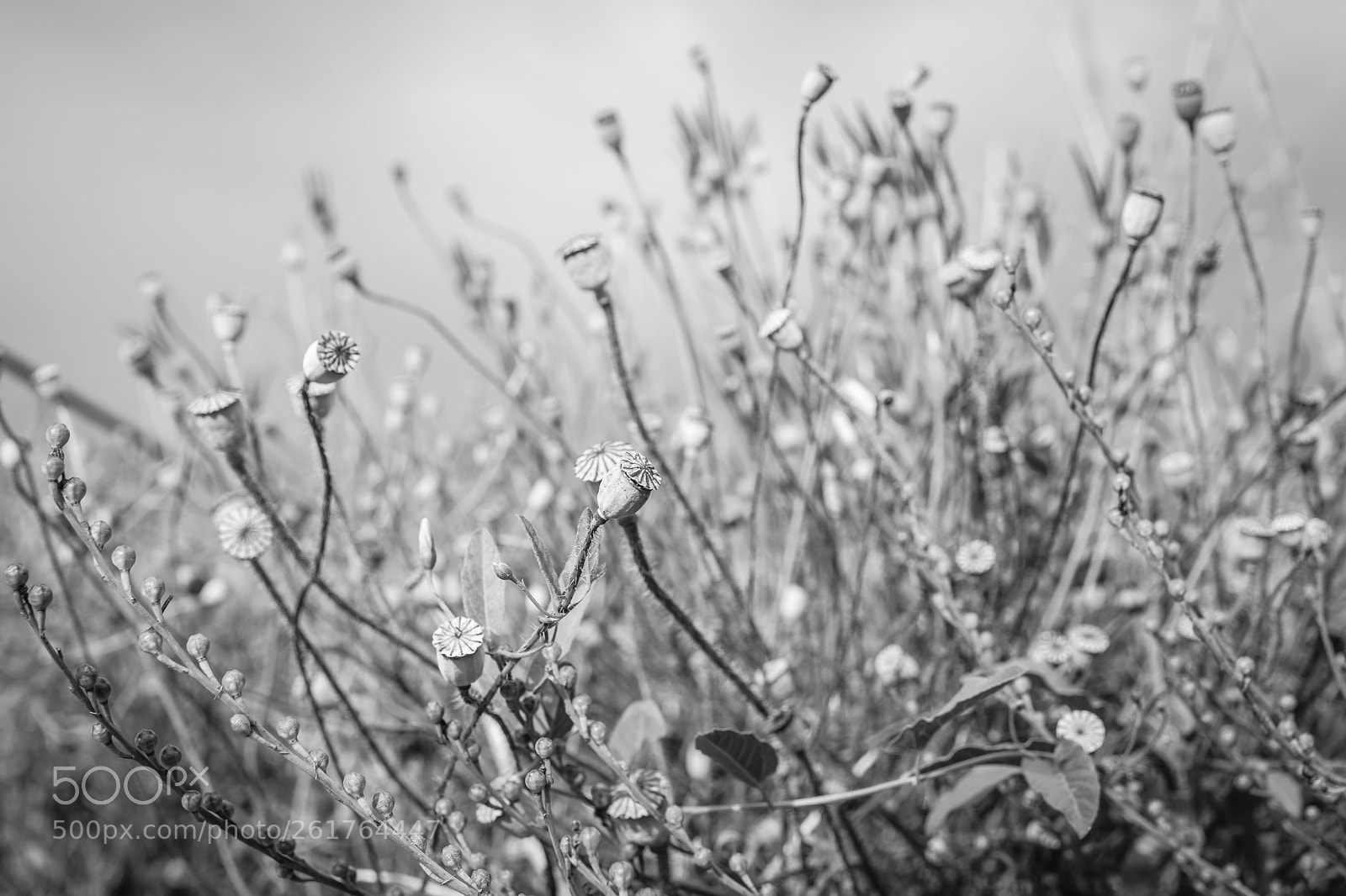 Nikon D5300 sample photo. Winter mod in the photography