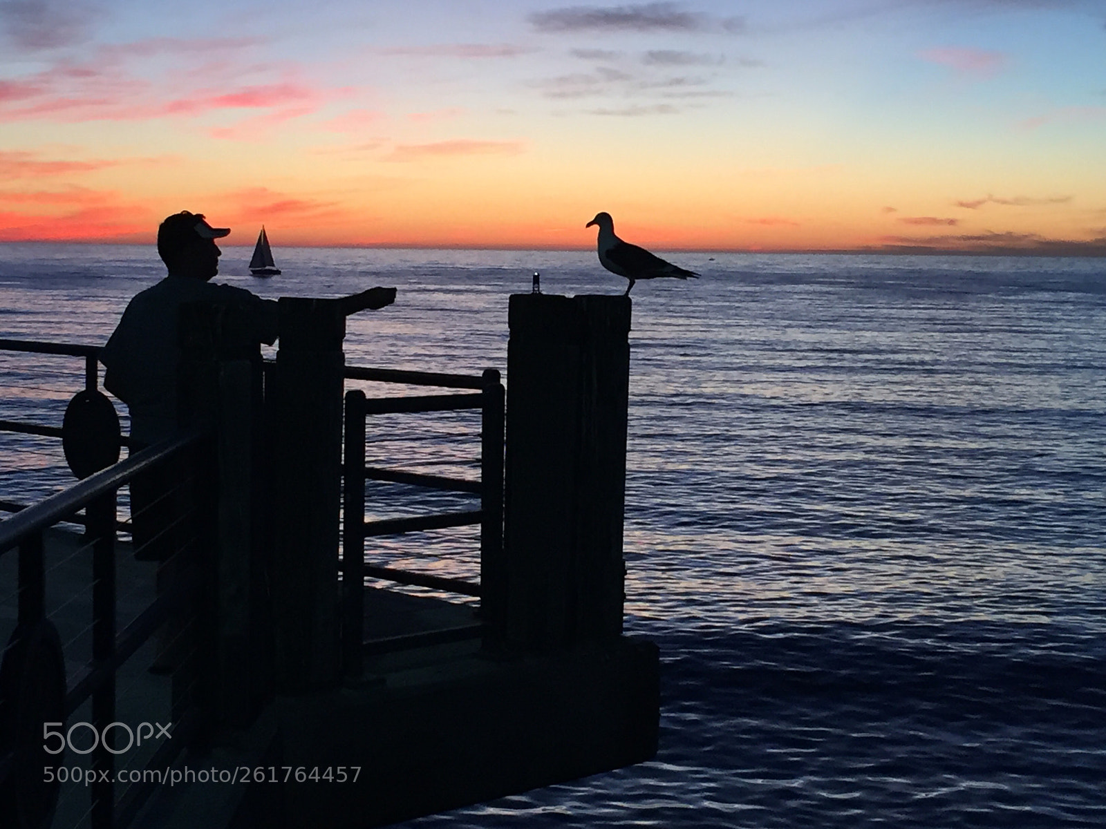 Apple iPhone 6 sample photo. Man and bird photography