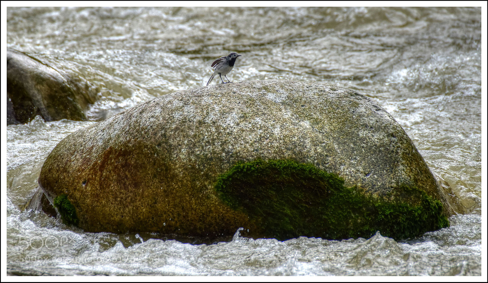 Sigma 50-500mm F4.5-6.3 DG OS HSM sample photo. In natürlicher umgebung photography