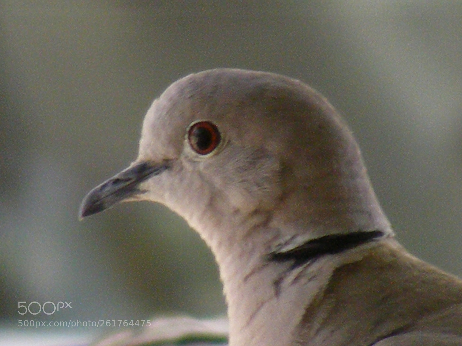 Fujifilm FinePix S5700 S700 sample photo. Eurasian coloured dove photography