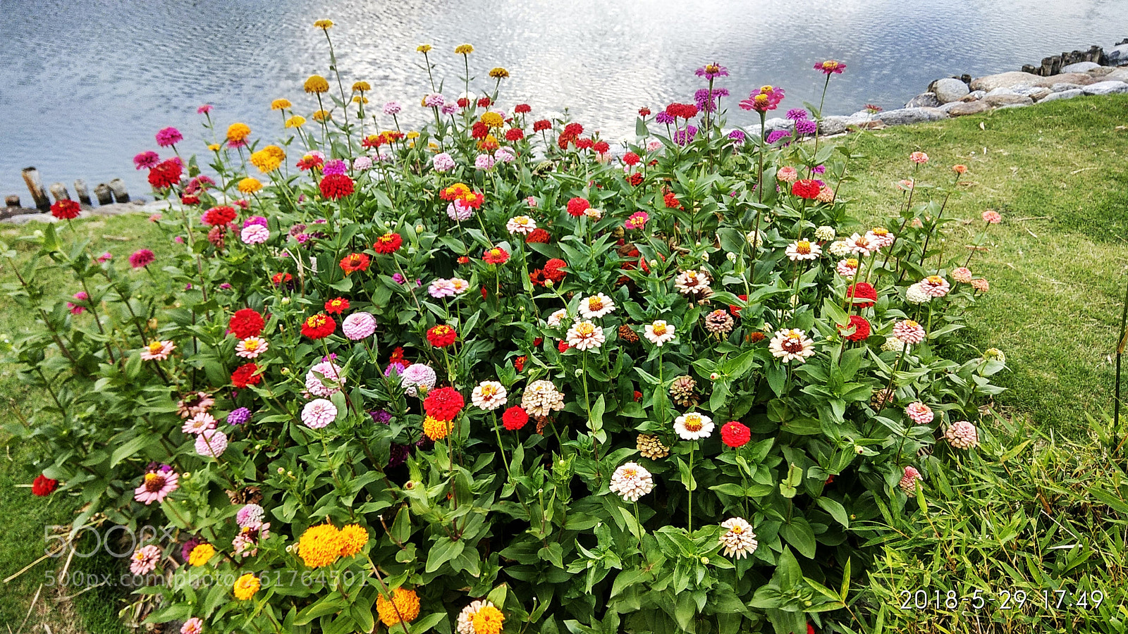 Xiaomi Redmi Note 4 sample photo. All coulor flowers photography